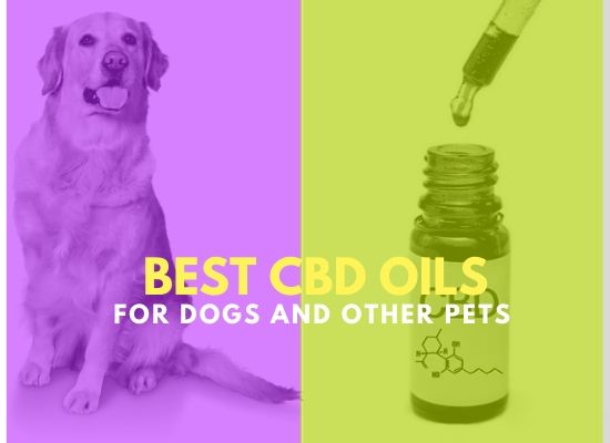 CBD Oils For Dogs And Other Pets