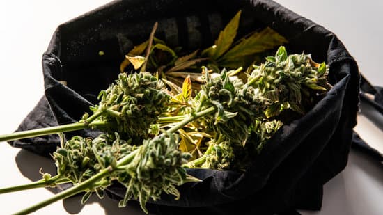 Strains For Panic Attacks And Depression