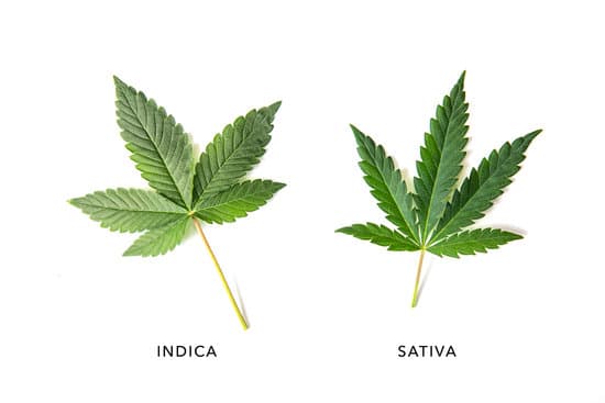 Sativa And Indica