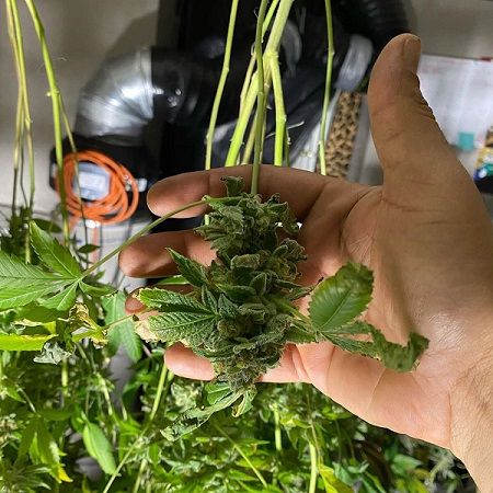 Earn Growing Marijuana