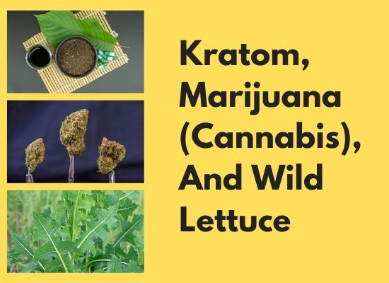 Kratom, Marijuana (Cannabis), And Wild Lettuce