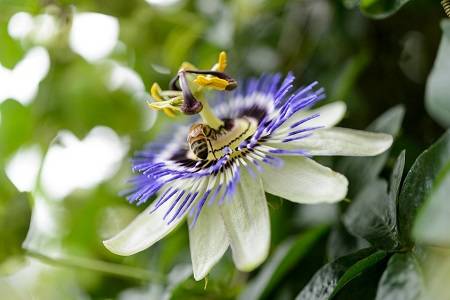 Passion Flower