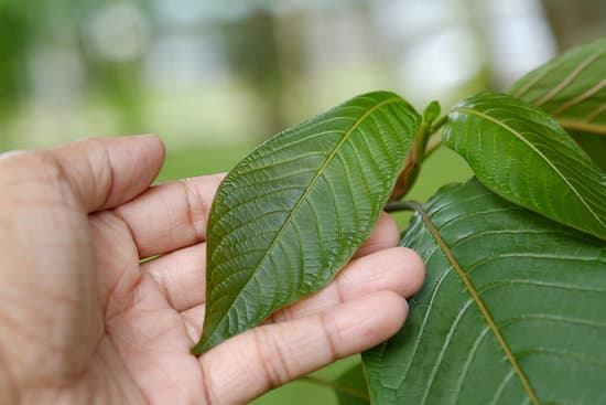 maeng da kratom information