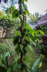 Ayahuasca