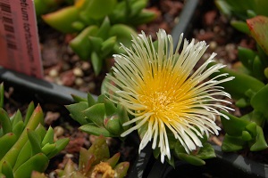 Sceletium tortuosum