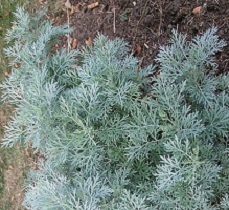 Wormwood