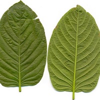 kratom for euphoria