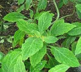 Salvia divinorum alternative to kratom