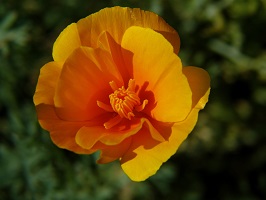 California Poppy