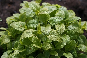 Lemon balm