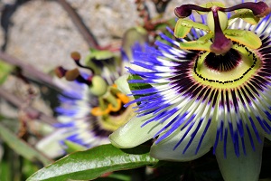  Passionflower