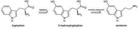 Tryptophan and Serotonin