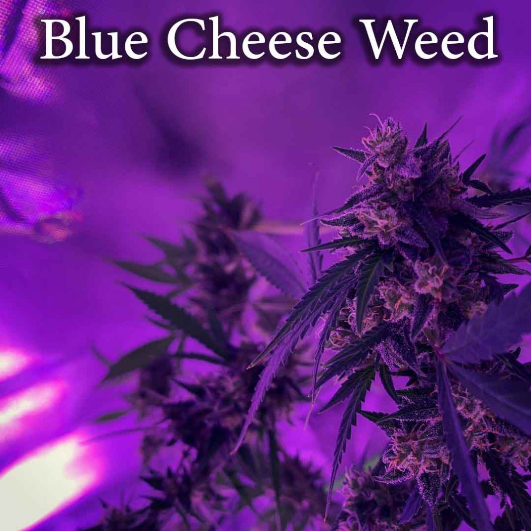 Blue Cheese Weed