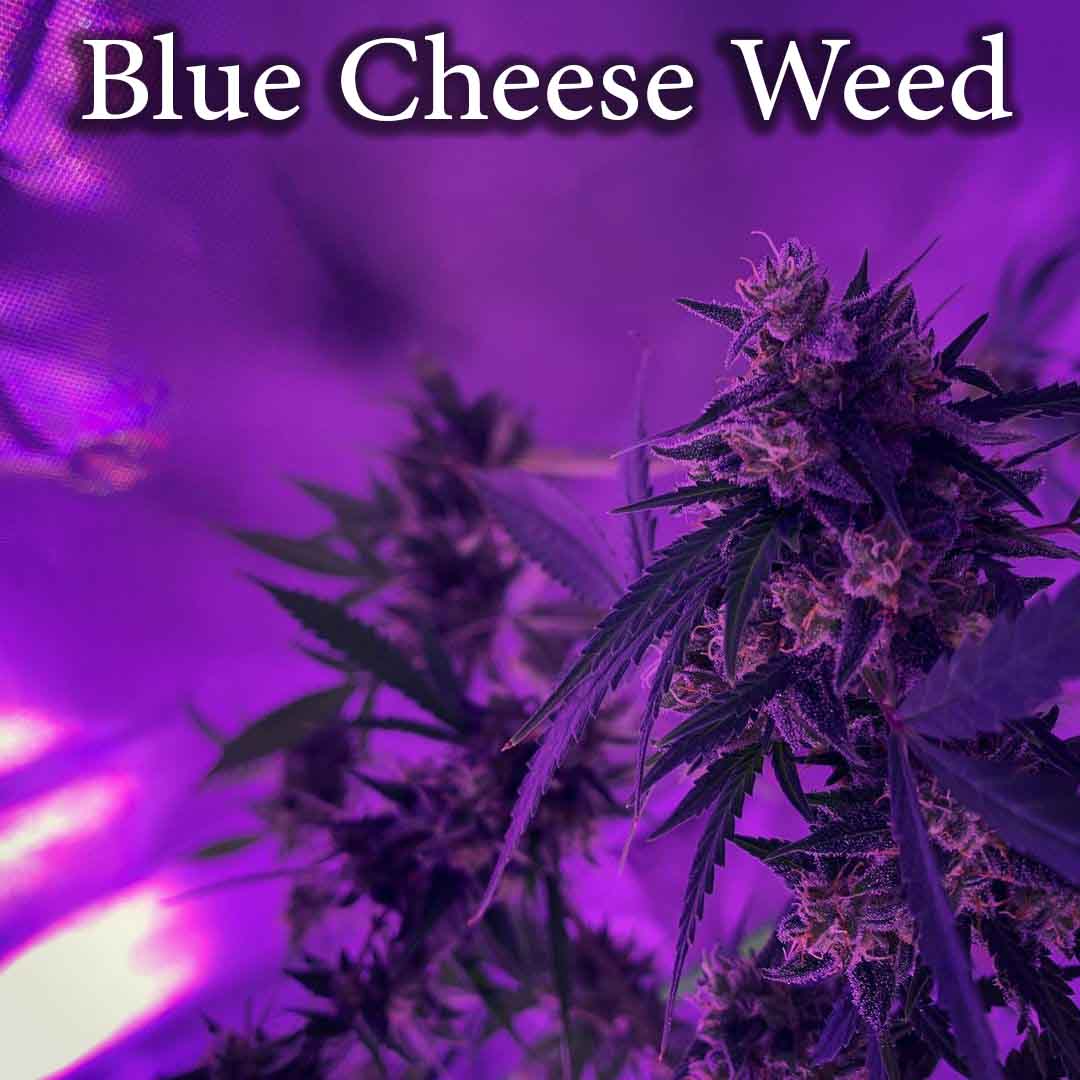 Blue Cheese Weed Strain Growth, Effects & Content