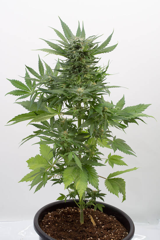 Sour Diesel Autoflower Seeds