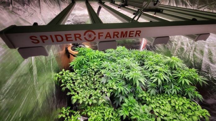 LED Grow Lights To Grow Cannabis