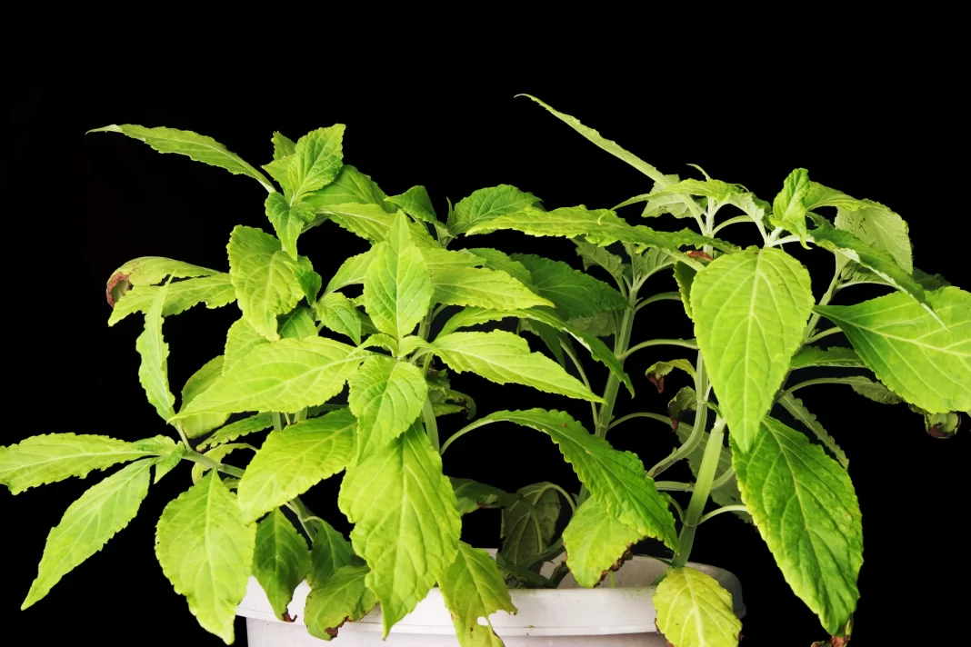 Salvia Divinorum effects, high salvia
