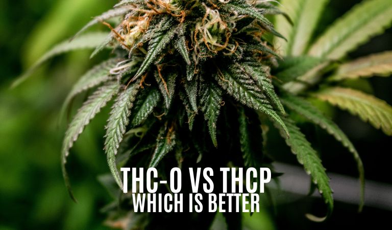 THC-O Vs THCP: Which Is Better