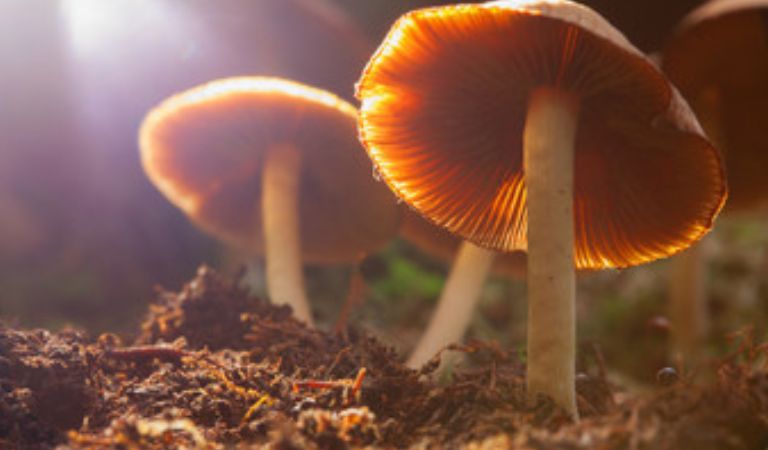 Psychedelic Mushrooms
