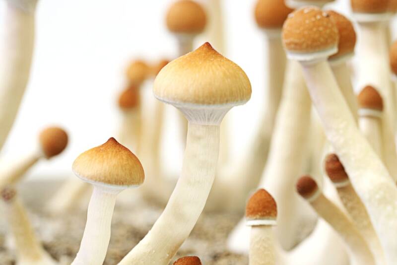 Magic Mushrooms