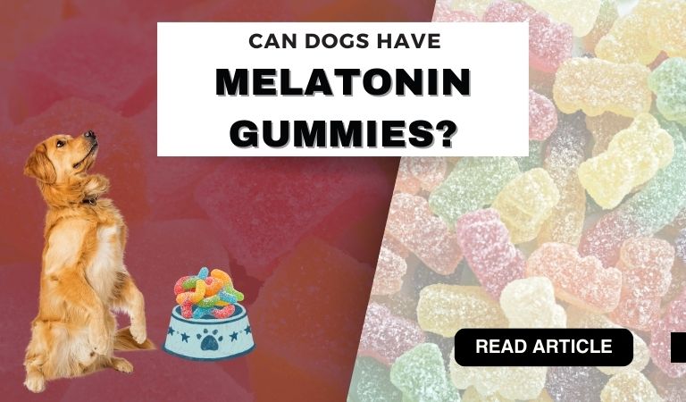 Can Dogs Have Melatonin Gummies